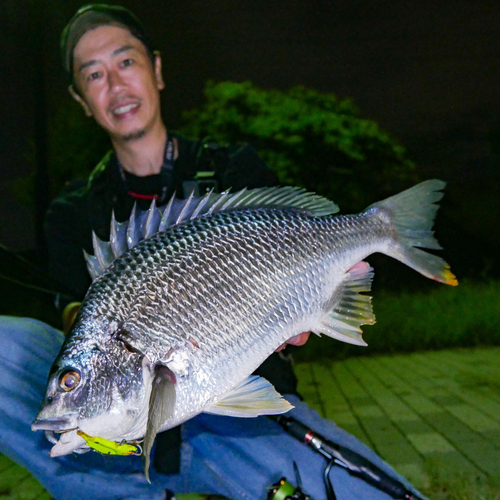 キビレの釣果