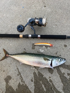 サバの釣果