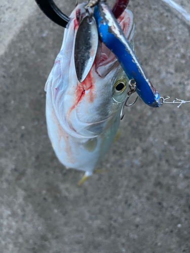 ワカシの釣果