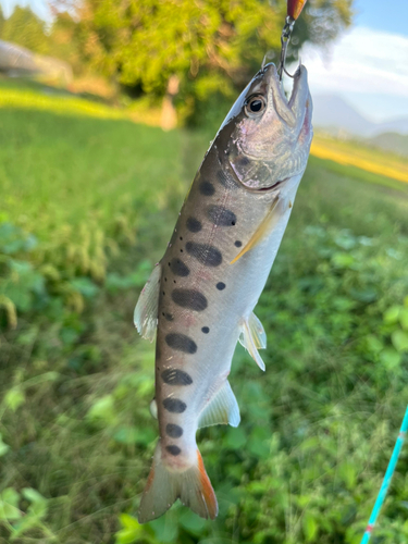 ヤマメの釣果