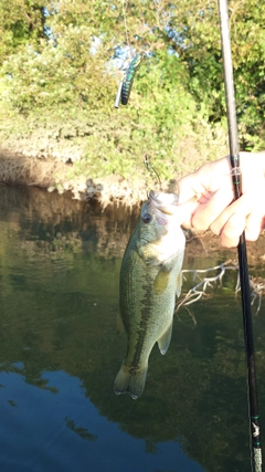 ラージマウスバスの釣果