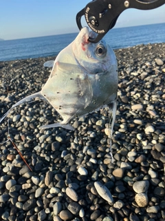 イトヒキアジの釣果