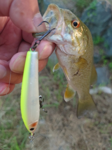 スモールマウスバスの釣果