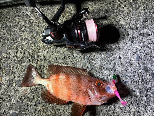 キントキダイの釣果