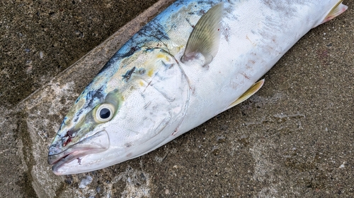 イナダの釣果