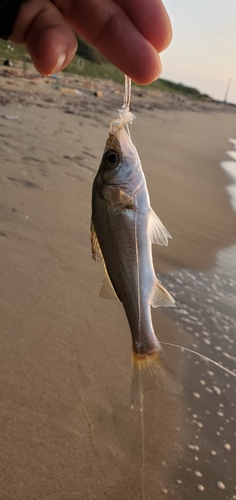 セイゴ（マルスズキ）の釣果