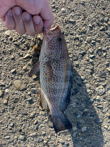 オオモンハタの釣果