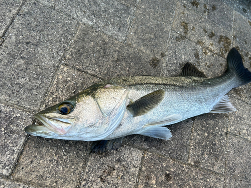 スズキの釣果