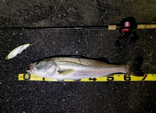 シーバスの釣果