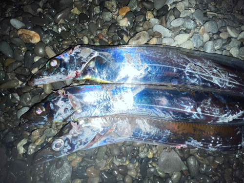 タチウオの釣果