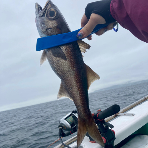 クロムツの釣果