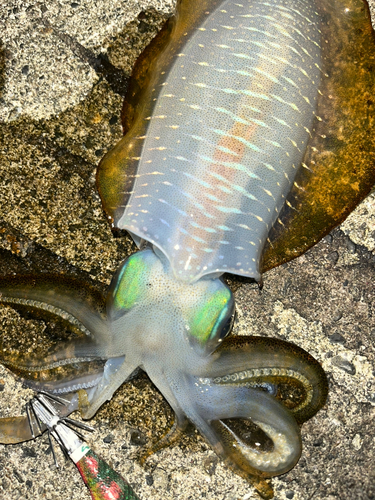 アオリイカの釣果