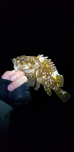 オウゴンムラソイの釣果