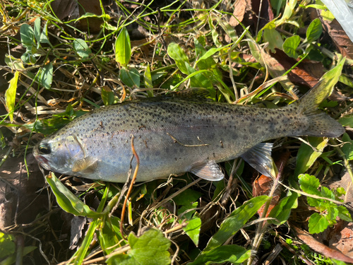 ニジマスの釣果