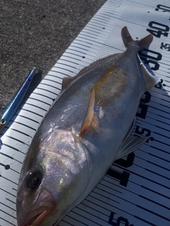 ショゴの釣果