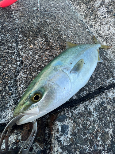 イナダの釣果