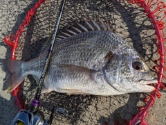 キチヌの釣果