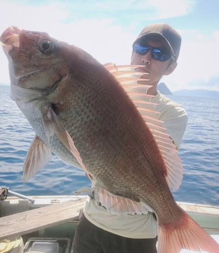 マダイの釣果