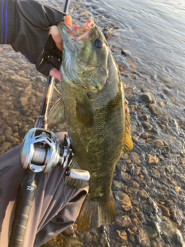 スモールマウスバスの釣果