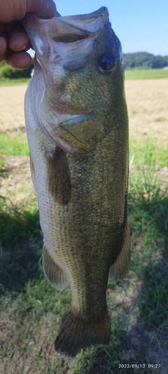 ブラックバスの釣果