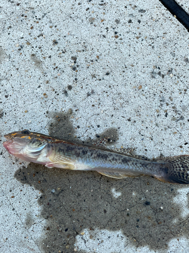 マハゼの釣果