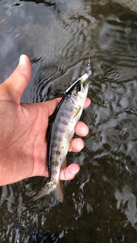 アマゴの釣果