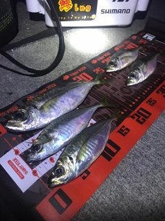 アジの釣果