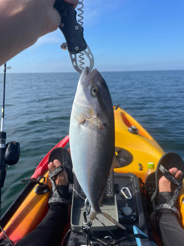 ショゴの釣果