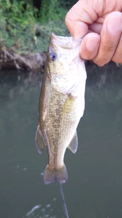 ラージマウスバスの釣果