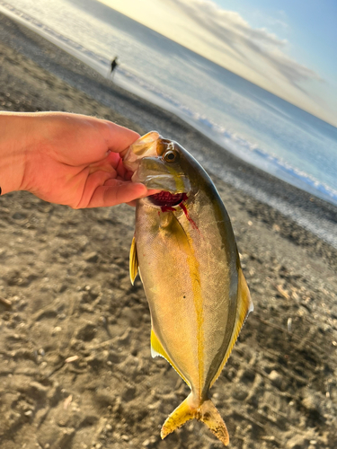 ショゴの釣果