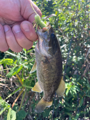 スモールマウスバスの釣果