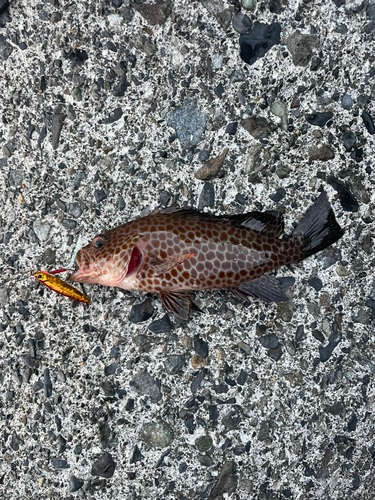 オオモンハタの釣果