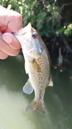 ラージマウスバスの釣果