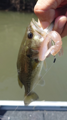 ラージマウスバスの釣果