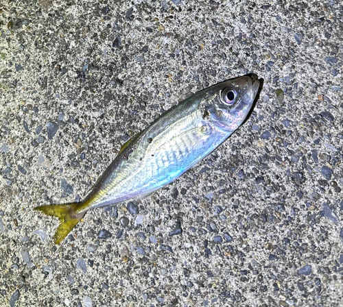 ヤリイカの釣果