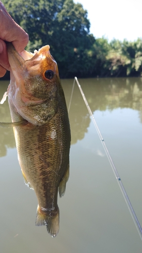 ラージマウスバスの釣果