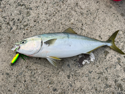 ハマチの釣果