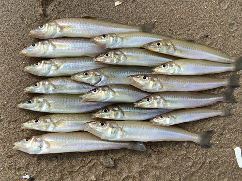 キスの釣果