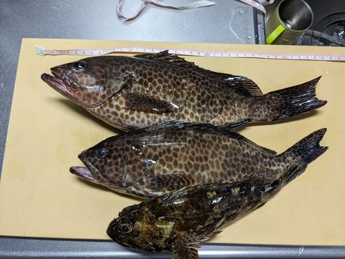 オオモンハタの釣果