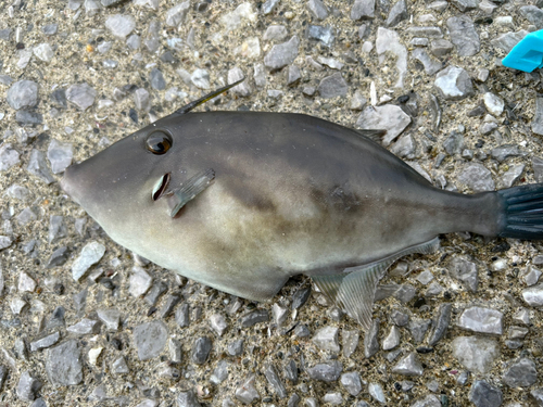 ウマヅラハギの釣果