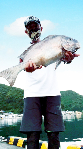 コロダイの釣果