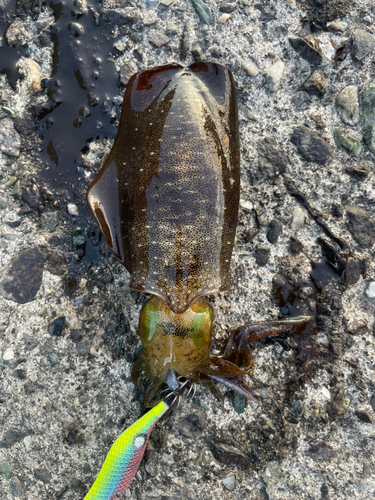 アオリイカの釣果