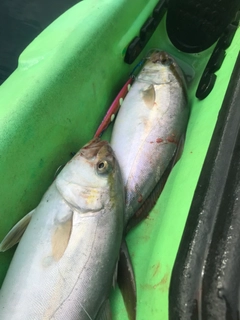 ショゴの釣果