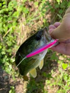 ラージマウスバスの釣果