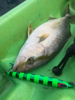 ショゴの釣果