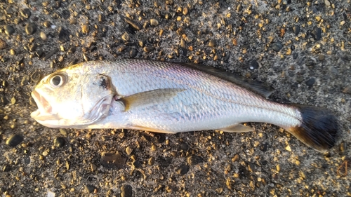 イシモチの釣果