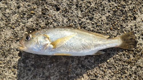 イシモチの釣果