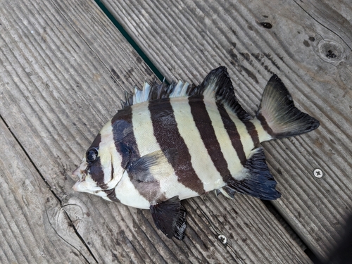 サンバソウの釣果