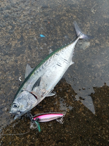 スマガツオの釣果