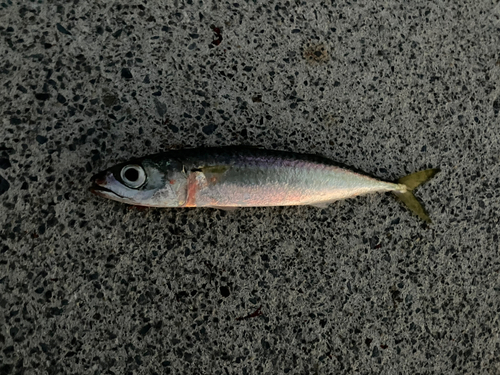 サバの釣果